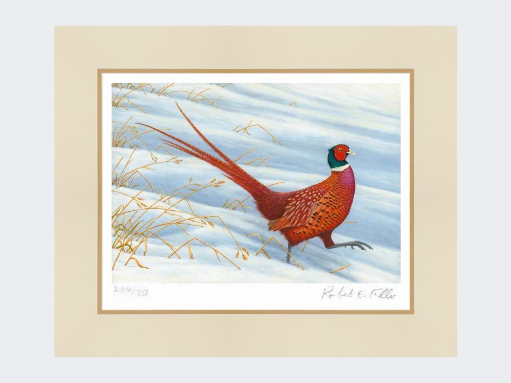 Pheasant-Snow-Patrol-Mounted-Print-Only