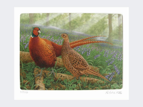 Pheasants-in-Bluebells-Loose-Print-Only