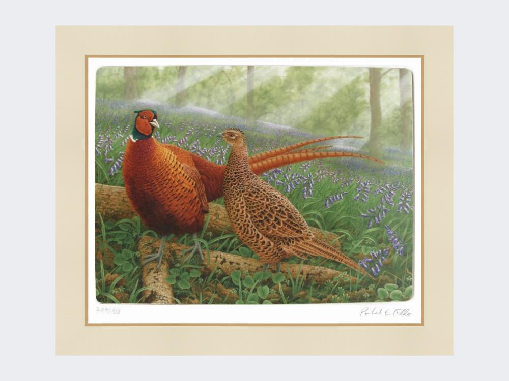 Pheasants-in-Bluebells-Mounted-Print-Only