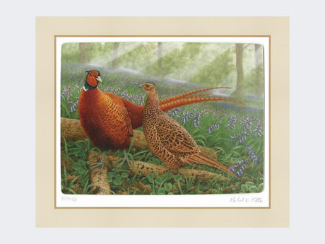 Pheasants-in-Bluebells-Mounted-Print-Only