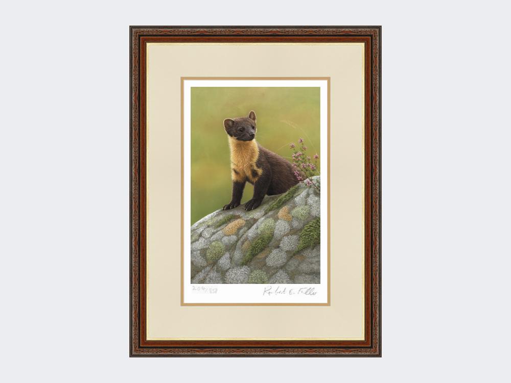 Pine-Marten-of-Ardnamurchan-Print-Harvest-Twist