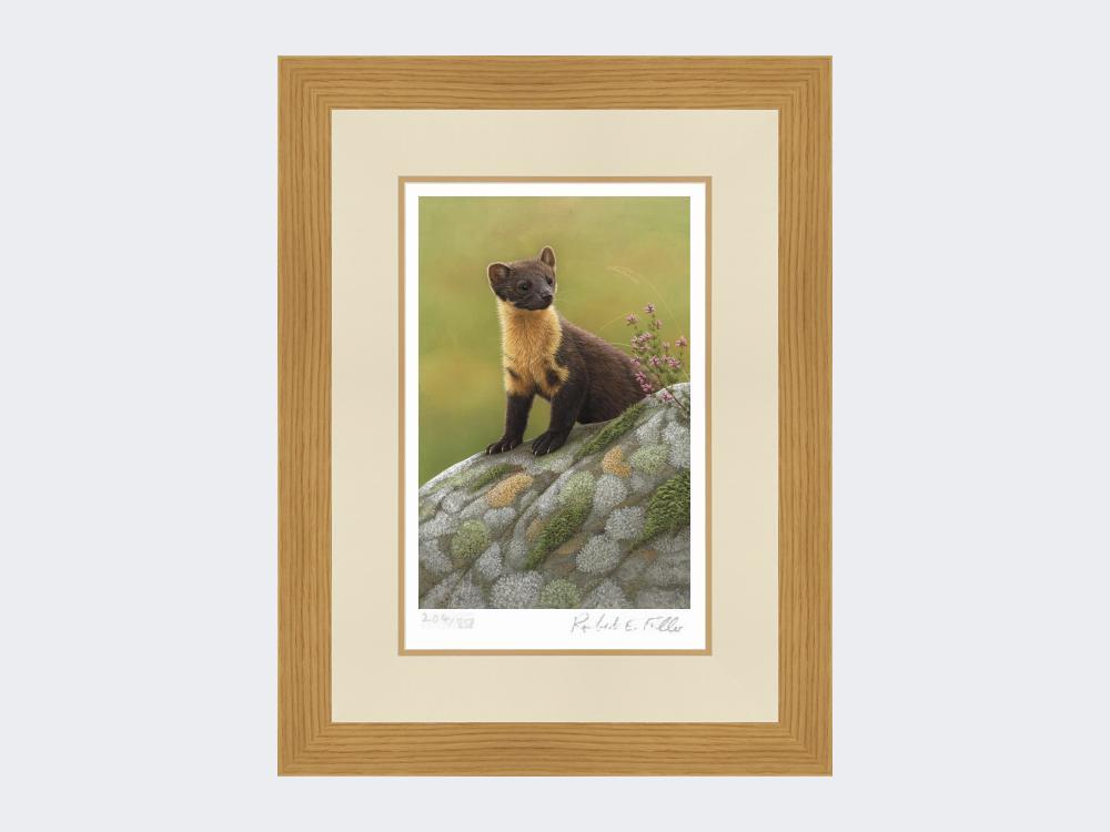 Pine-Marten-of-Ardnamurchan-Print-Light-Oak