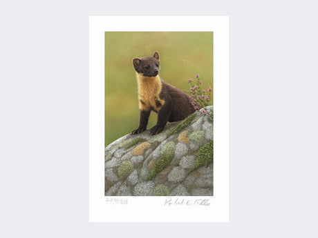 Pine-Marten-of-Ardnamurchan-Print-Loose-Print-Only