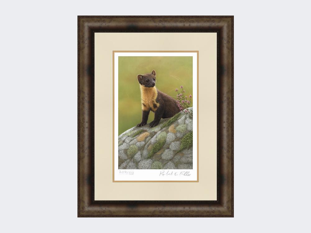 Pine-Marten-of-Ardnamurchan-Print-Medium-Dark-Grey-Burr