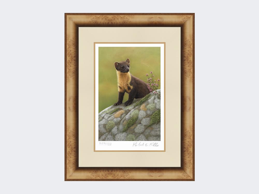 Pine-Marten-of-Ardnamurchan-Print-Medium-Light-Burr