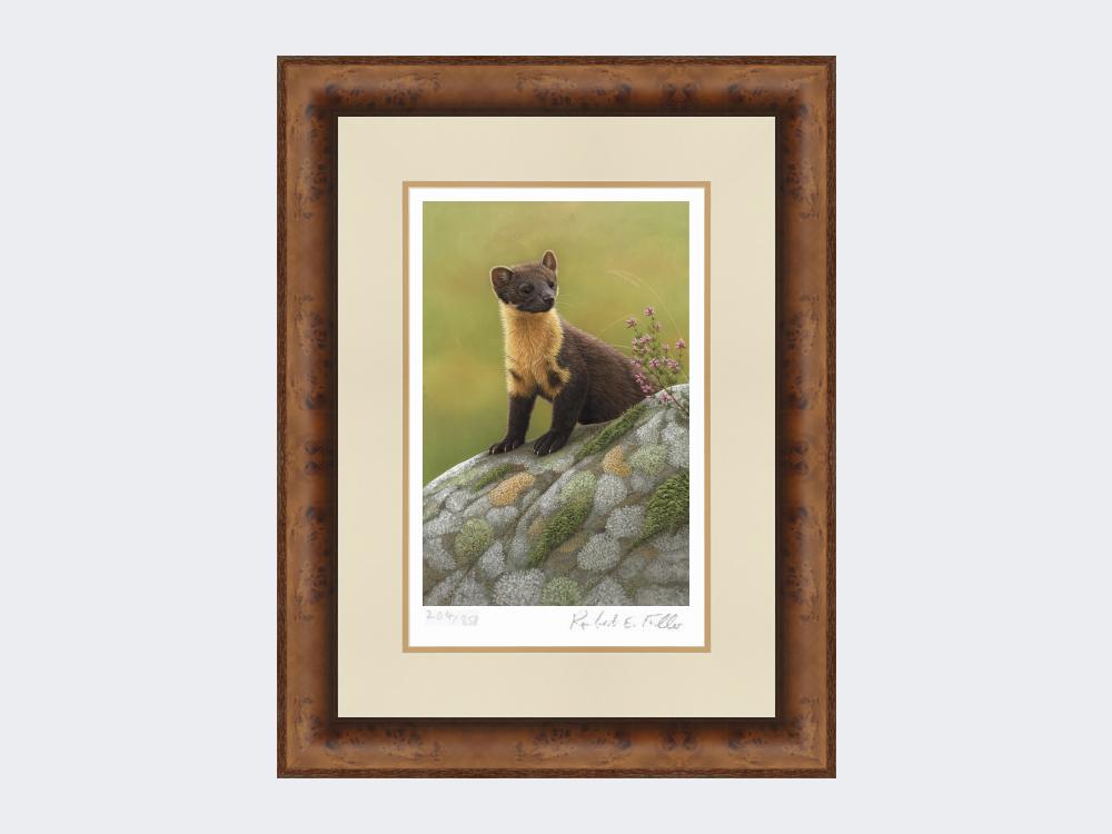 Pine-Marten-of-Ardnamurchan-Print-Medium-Walnut-Burr