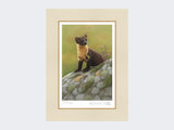 Pine-Marten-of-Ardnamurchan-Print-Mounted-Print-Only