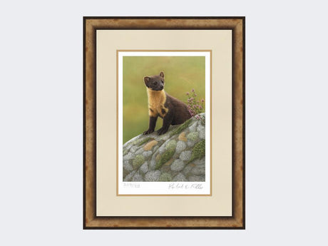 Pine-Marten-of-Ardnamurchan-Print-Small-Light-Burr