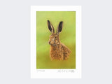 Portrait-of-a-Leveret-Print-Loose-Print-Only