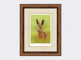 Portrait-of-a-Leveret-Print-Medium-Walnut-Burr