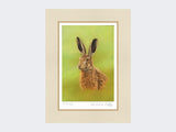 Portrait-of-a-Leveret-Print-Mounted-Print-Only