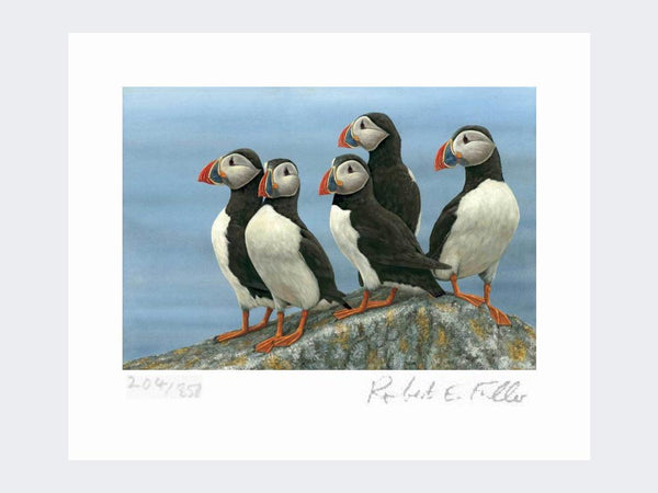 Puffins on the Lookout | Limited Edition Art Print