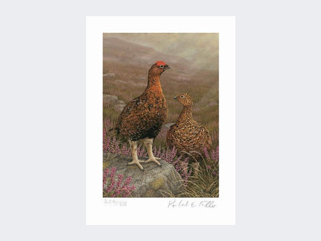 Red-Grouse-in-Heather-Print-Loose-Print-Only