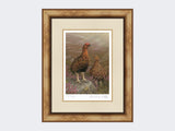 Red-Grouse-in-Heather-Print-Medium-Light-Burr