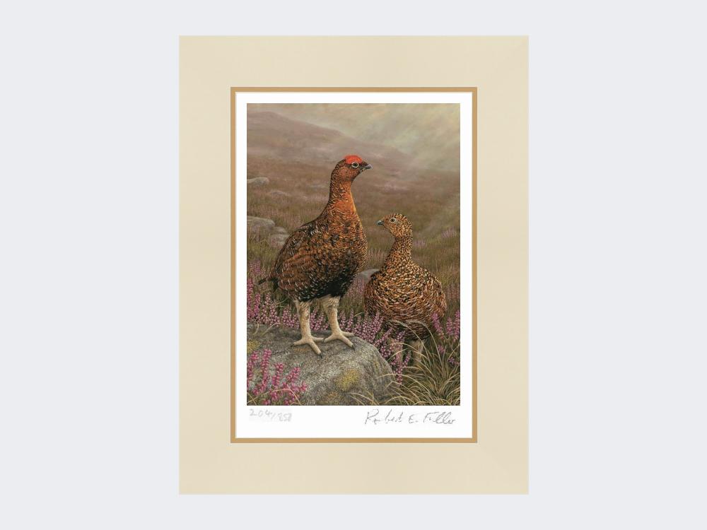 Grouse in Heather 2024 - Grouse Fine Art Print - Wildlife Print - Red Grouse Print - Wildlife Fine Art Print