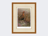 Red-Grouse-in-Heather-Print-Rustic-Country