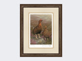 Red-Grouse-in-Heather-Print-Small-Dark-Grey-Burr