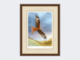 Red-Kite-at-Deep-Dale-Harvest-Twist