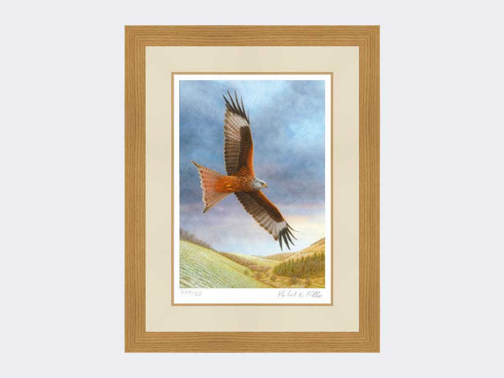 Red-Kite-at-Deep-Dale-Light-Oak