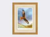 Red-Kite-at-Deep-Dale-Light-Oak