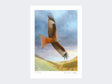 Red-Kite-at-Deep-Dale-Loose-Print-Only