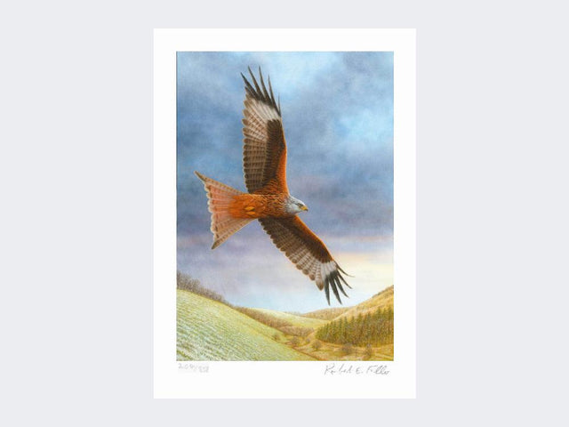 Red-Kite-at-Deep-Dale-Loose-Print-Only