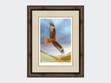 Red-Kite-at-Deep-Dale-Medium-Dark-Grey-Burr