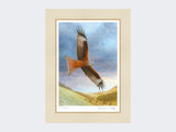 Red-Kite-at-Deep-Dale-Mounted-Print-Only