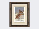 Red-Legged-Partridges-in-Snow-Print-Medium-Dark-Grey-Burr