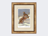 Red-Legged-Partridges-in-Snow-Print-Medium-Light-Burr