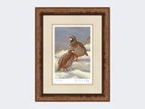 Red-Legged-Partridges-in-Snow-Print-Medium-Walnut-Burr