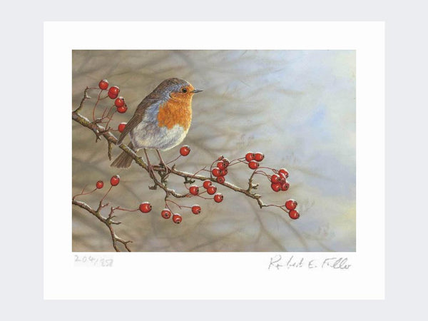 Robin on Hawthorn | Limited Edition Art Print