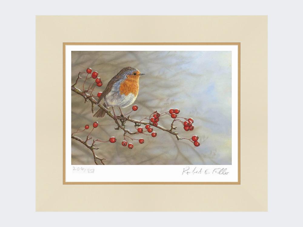 Robin-on-Hawthorn-Print-Mounted-Print-Only