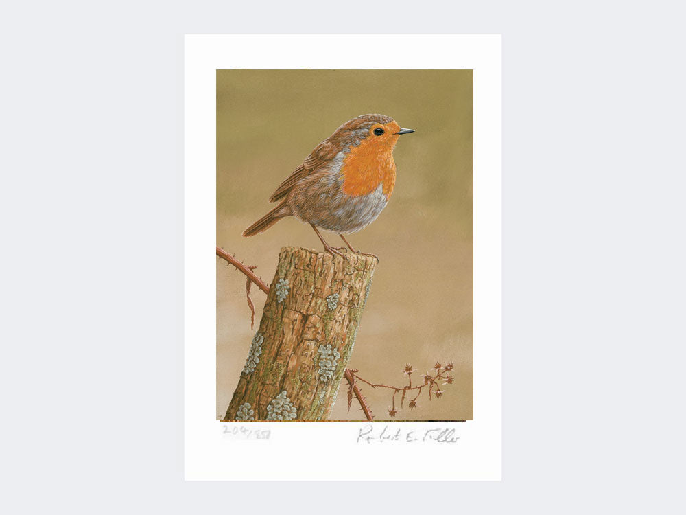 Robin on post | Limited Edition Art Print