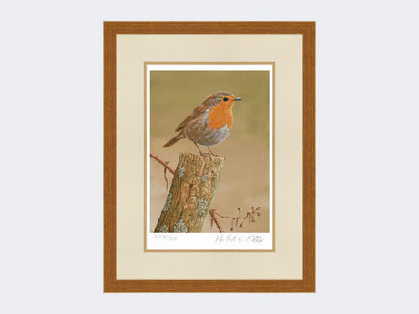 Robin on post | Limited Edition Art Print