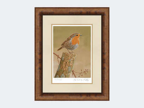 Robin on post | Limited Edition Art Print