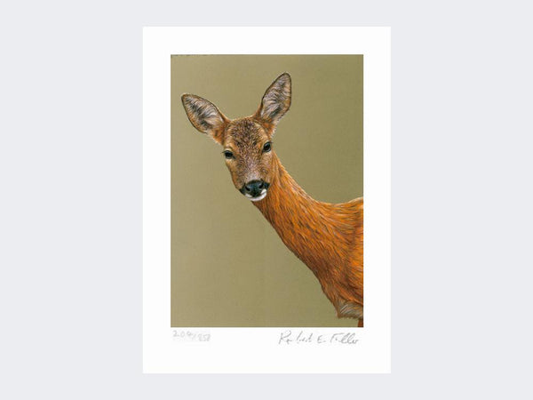 Roe Doe | Limited Edition Art Print