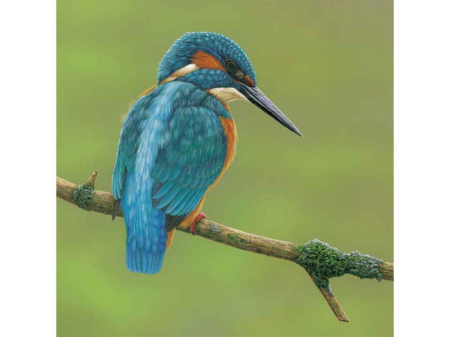 SIZE-6x6-WATCHFUL-KINGFISHER