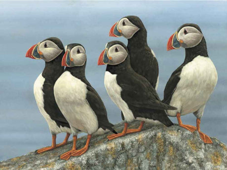 SIZE-A-PUFFINS-ON-LOOKOUT