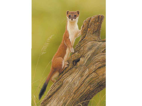 SIZE-A-STOAT