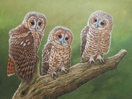 SIZE-A-THREE_TAWNY_OWL_CHICKS