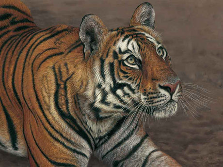 SIZE-A-TIGER_OF_BANDHAVGARH