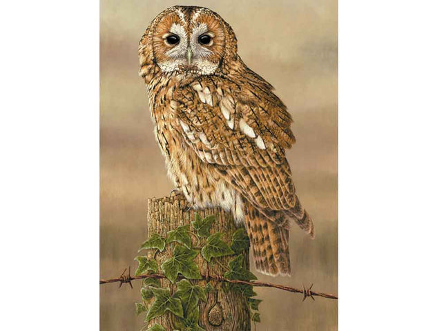 SIZE-A-WATCHFUL-TAWNY-OWL