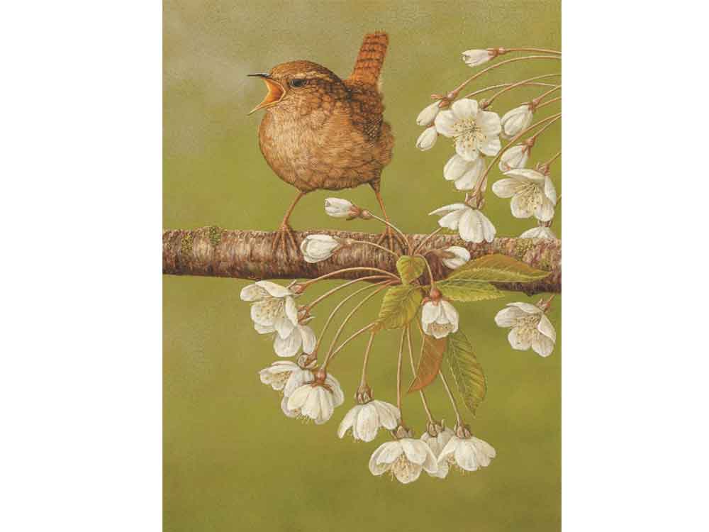 SIZE-A-WREN_ON_CHERRY