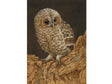 SIZE-E--TAWNY-OWL-CHICK