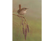 SIZE-E--WREN_CATKINS