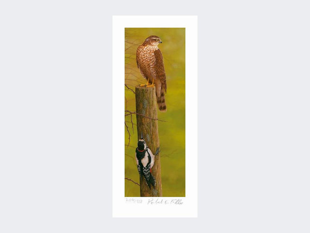 Sparrowhawk-and-Woodpecker-Print-Loose-Print-Only