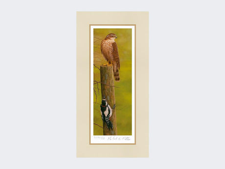 Sparrowhawk-and-Woodpecker-Print-Mounted-Print-Only