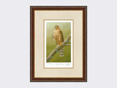 Sparrowhawk-at-Braigo-Print-Harvest-Twist