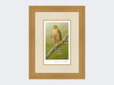 Sparrowhawk-at-Braigo-Print-Light-Oak